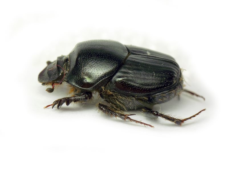 Scarabaeidae Latreille, 1802